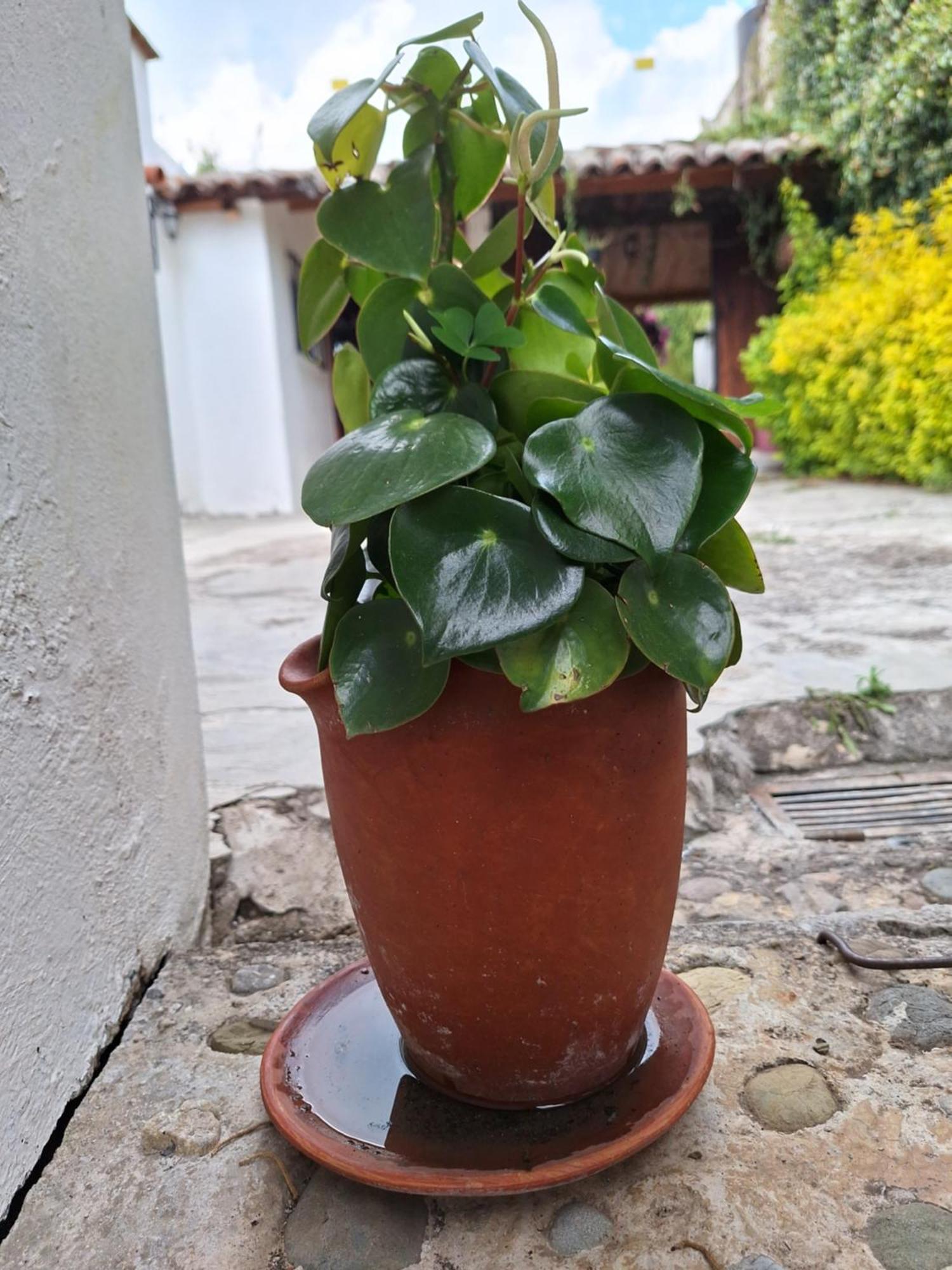 Casa Mua Hotell San Cristóbal de Las Casas Rom bilde